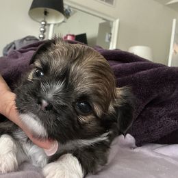 Gordon - Chocolate and white male Chihuahua puppy in Millville, New Jersey from M’s Chihuahuas