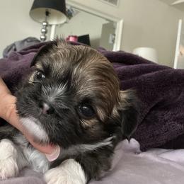 Gordon - Chocolate and white male Chihuahua puppy in Millville, New Jersey from M’s Chihuahuas