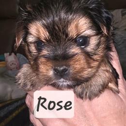 Rose - Black and tan female Yorkshire Terrier puppy in San Angelo, Texas from Eleventyseven Yorkies