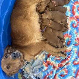Golden Retriever Puppies from Arizona Dream Goldens
