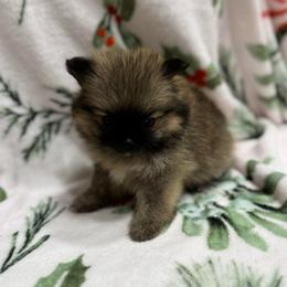 Maggie - Orange sable female Pomeranian puppy in Kosciusko, Mississippi from Prancing Poms