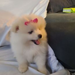 Girl 2 - Cream Pomeranian puppy in Ontario, California from Cynthia's Pomeranians