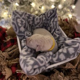 Yellow Collar - Light golden female Golden Retriever puppy in Stedman, North Carolina from Wise-Taylor Goldens