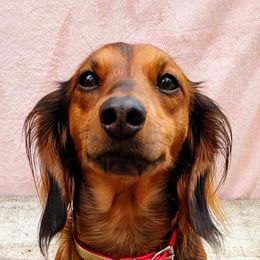 Dachshund All Grown Up from Dixon's Darlings