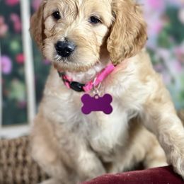 Labradoodle and Poodle Puppies from Secret Society Exotics