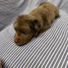 RMM7 - Red merle male Toy Australian Shepherd puppy in Pryor Creek, Oklahoma from DK’s Littles & Co