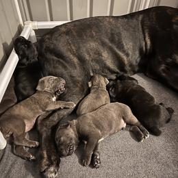 Cane Corso Puppies from Arcana Cane Corso