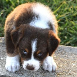 Hannah - Red merle female Australian Shepherd puppy in Falcon, Missouri from www.maubachranch.com