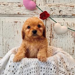 Tommy - Caramel male Labradoodle puppy in Bruceton Mills, West Virginia from Adonai Ra'ah Farms