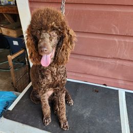 Charlie - Poodle