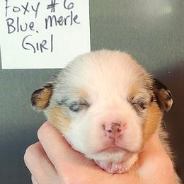 Foxy Girl 6 - Blue merle and white female American Corgi puppy in Hampton, Tennessee from TC Farms Stock Dogs - Miniature Australian Shepherds