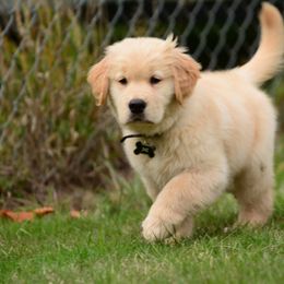 Golden Retriever Puppies from Lone Rock Goldens