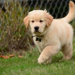 Golden Retriever Puppies from Lone Rock Goldens