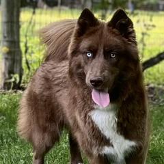 Kiva - Siberian Husky