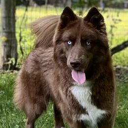 Kiva - Siberian Husky