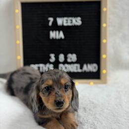 Mia - Dapple female Dachshund puppy in Dickinson, Texas from Beth’s Doxieland