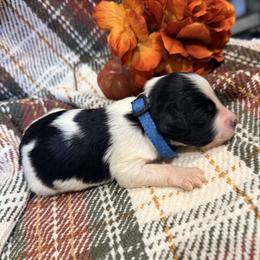 Girl 6 - female Bernedoodle puppy in Grandview, Texas from Big Sky Bernedoodles