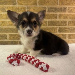 Grey Girl ( with tail ) - Black and tan female Pembroke Welsh Corgi puppy in Mcarthur, Ohio from Bentley Corgis LLC