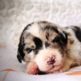 Australian Shepherd Puppies from Tru Blu Aussies