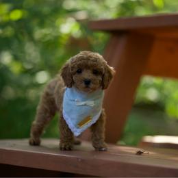 Kona - Red and white female Cockapoo puppy in Deming, Washington from Heavenly Puppies to Love