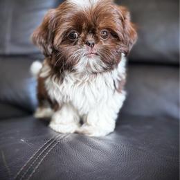 Enzo-TINY - Liver and white male Shih Tzu puppy in Clinton, Tennessee from Southland’s Shih Tzus