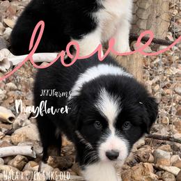 (5) Mayflower 1620 - Black tri-color female Australian Shepherd puppy in Huntington, Texas from JKKJ Farms