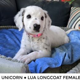 Unicorn - White and black female Dalmatian puppy in Salem, Missouri from Paradise Spots Dalmatians