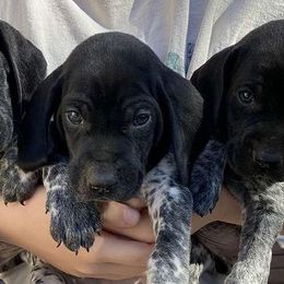 German Shorthaired Pointers from Creekwood Kennels