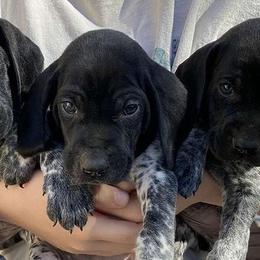 German Shorthaired Pointers from Creekwood Kennels