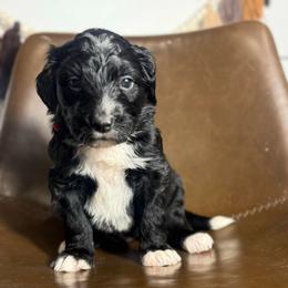 Candy - Black and white female Bernedoodle puppy in Bellevue, Iowa from Blended Acres & Kennels