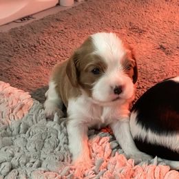 Cavalier King Charles Spaniel Puppies from Cavaliers of New Castle