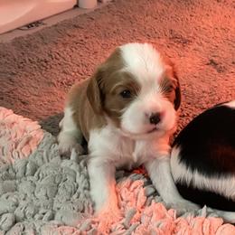 Cavalier King Charles Spaniel Puppies from Cavaliers of New Castle