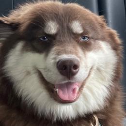 Kinnie - Pomsky