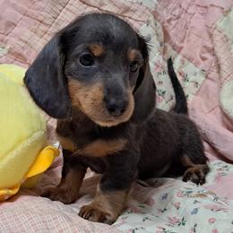 Pink - Blue and tan female Dachshund puppy in Franklin, Georgia from Lakeside Kennels of Franklin