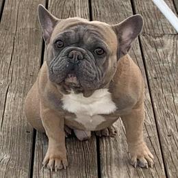 French Bulldogs from Best Freedom Frenchie