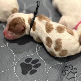 Black Collar Boy - Blenheim male Cavalier King Charles Spaniel puppy in Pleasant Hill, Iowa from Harvest Creek