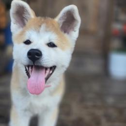 Girl 2 - Red female Japanese Akitainu puppy in Payson, Utah from Havoc Akitas