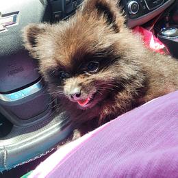 Thomas - Black male Pomeranian puppy in Fort Worth, Texas from Ramos' Pommies