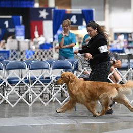 Golden Retriever Puppies from Aubergine Goldens