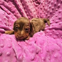 Honey - Dapple female Dachshund puppy in Anderson, California from Plum Fields Dachshunds