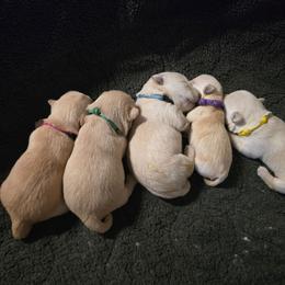 Girl Pick 1 - Wheaten female Scottish Terrier puppy in Milo, Iowa from Scotties By Stout