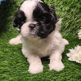 Sorbet - Liver and white female Shih Tzu puppy in Brighton, Missouri from Morningstar's Shih Tzu