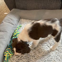 English Springer Spaniel Puppies from Timothy Naylor