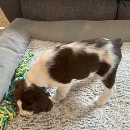 English Springer Spaniel Puppies from Timothy Naylor