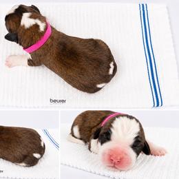 Magnolia Saint Bernards in Lodi, CA
