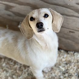 Eclipse - Dachshund