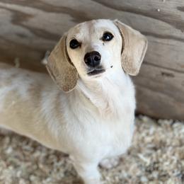 Eclipse - Dachshund