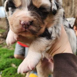 Ridger - Blue merle male Australian Shepherd puppy in Cable, Ohio from Resolute Aussies