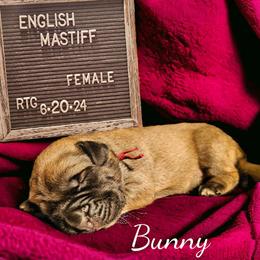 Bunny - Fawn Mastiff puppy in Linton, Indiana from Riggins Mastiffs and Danes