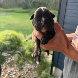 Lennon - Brindle male Boxer puppy in Jamesville, New York from Reynolds Homestead Boxers